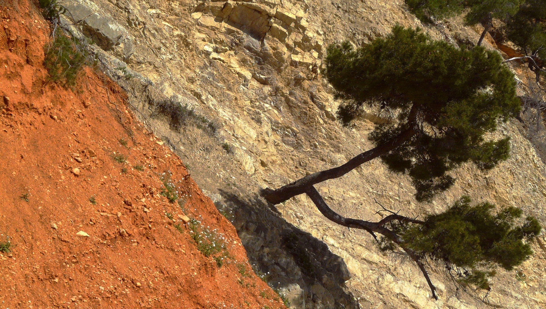 Pin de falaise.