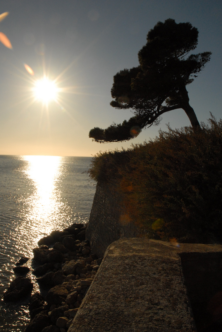 Pin sur bord de mer. Promenade des Minimes