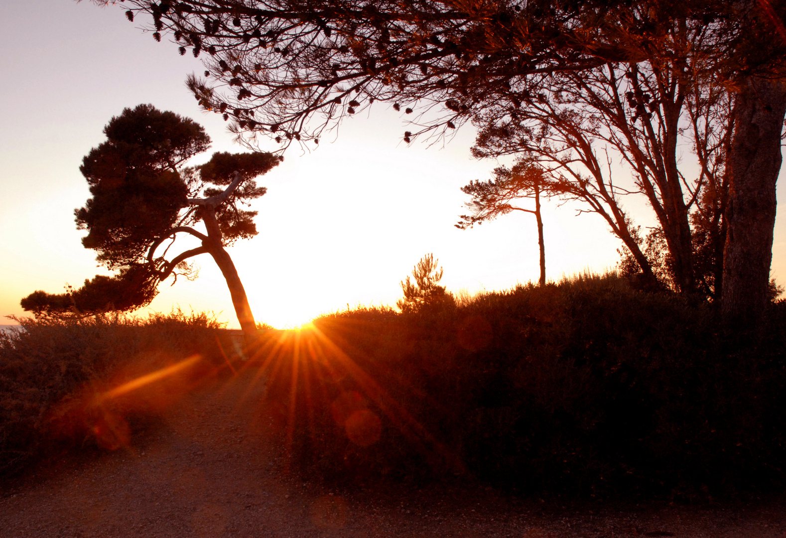 Pin sur la promenade des Minimes