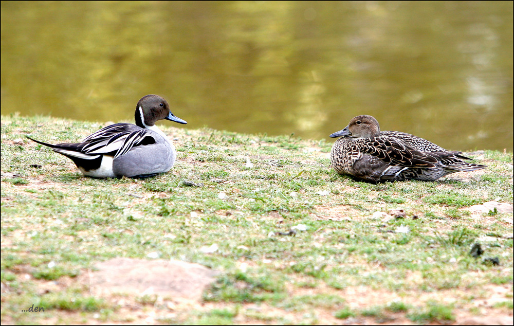 Pin-tail Duck and his Mate.....