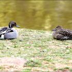 Pin-tail Duck and his Mate.....