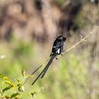 Pin-tailed Whydah -  Dominikanerwitwenvogel (?)