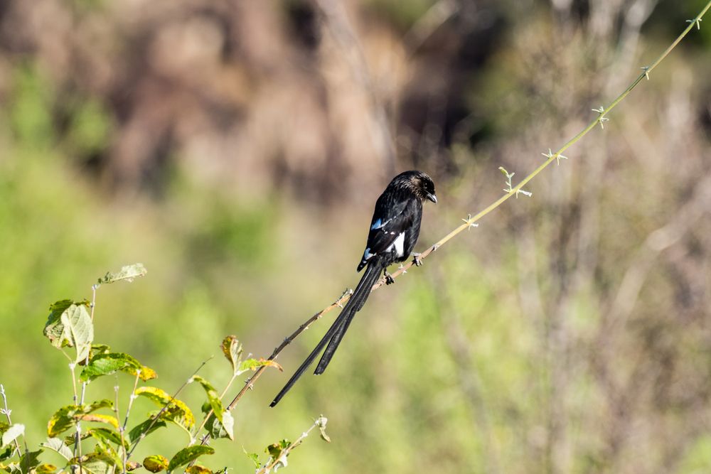 Pin-tailed Whydah -  Dominikanerwitwenvogel (?)