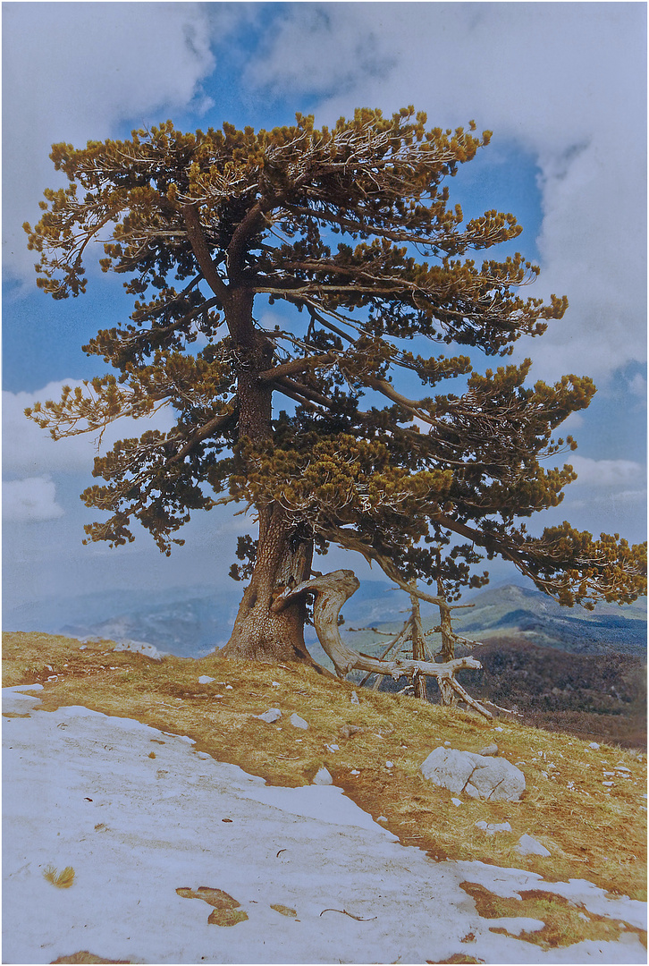 Pina leucodermis - Panzerkiefer auf dem Monte Pollino