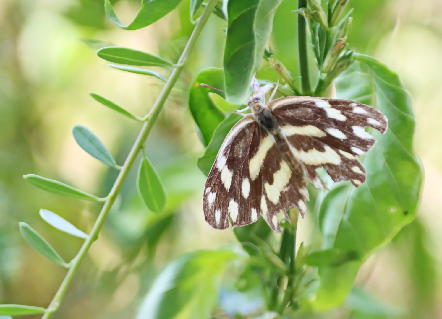 Pinacopteryx eriphia, Zebra white