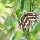 Pinacopteryx eriphia, Zebra white