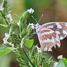 Pinacopteryx eriphia, Zebra white