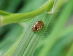 Pinalitus cervinus auf Weichgras