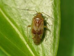 Pinalitus cervinus - trotz "November"-Wetter wieder da 