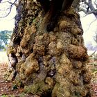 Pinaple Oak