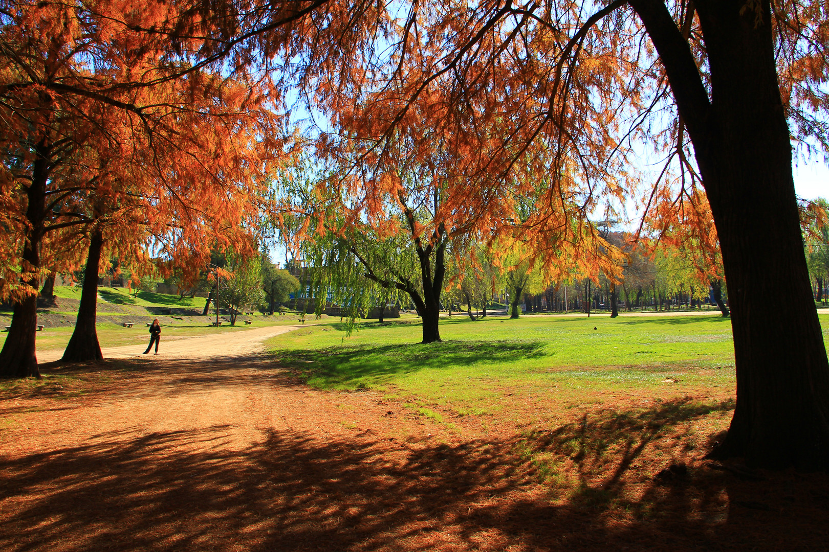 PINARES ROJOS