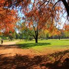 PINARES ROJOS