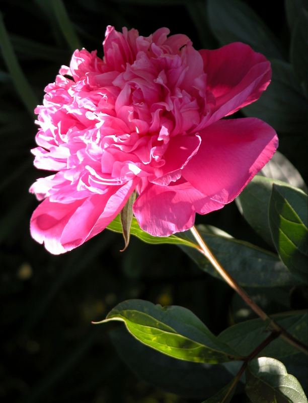 Pinc Paeonia