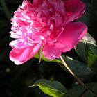 Pinc Paeonia