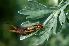 Pince-oreille sur armoise