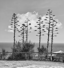 Pinchando nubes  -  Punxant núvols