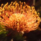 Pincushion Protea