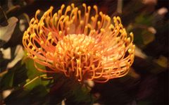 Pincushion Protea