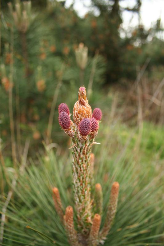 Pine, Ano Nuevo State Preserve, Pescadero, California