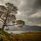 Pine at Loch Maree