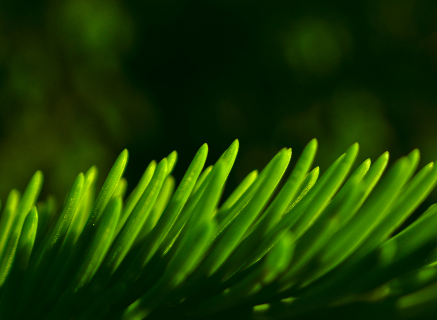 Pine close-up