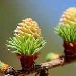 pine cone baby