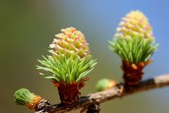 pine cone baby