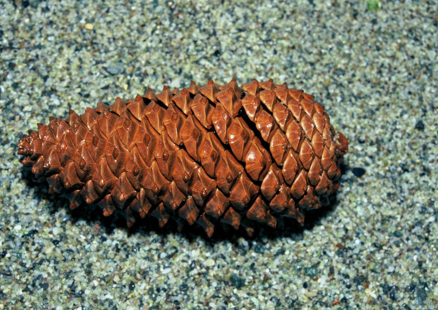 Pine-cone in the sandy beach