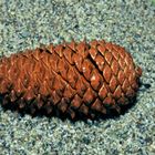 Pine-cone in the sandy beach