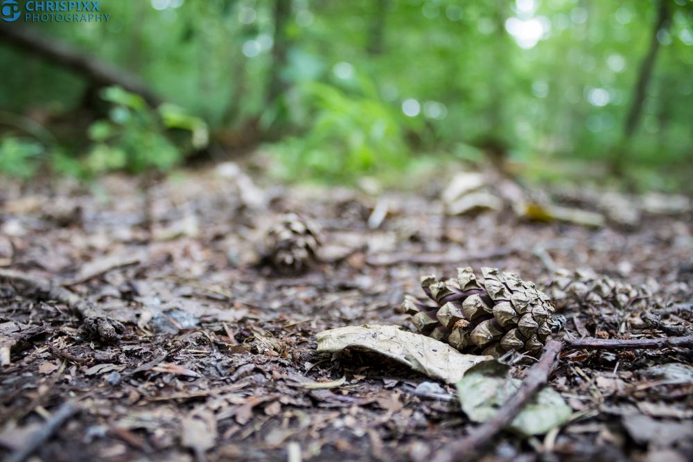 Pine Cone in the Woods