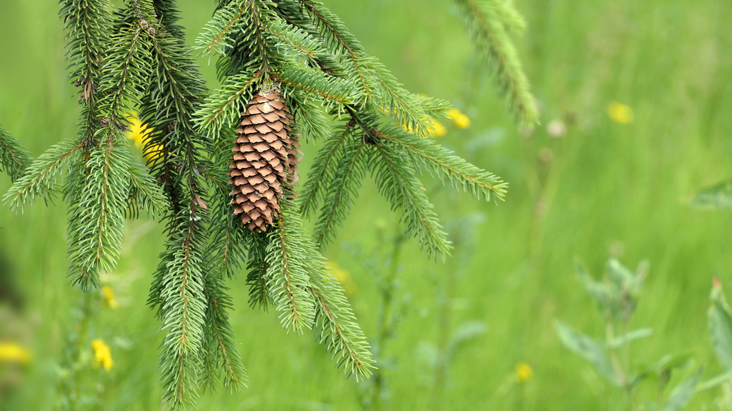 ... pine cone on a spruce branch
