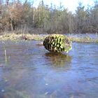 Pine cone on the rocks