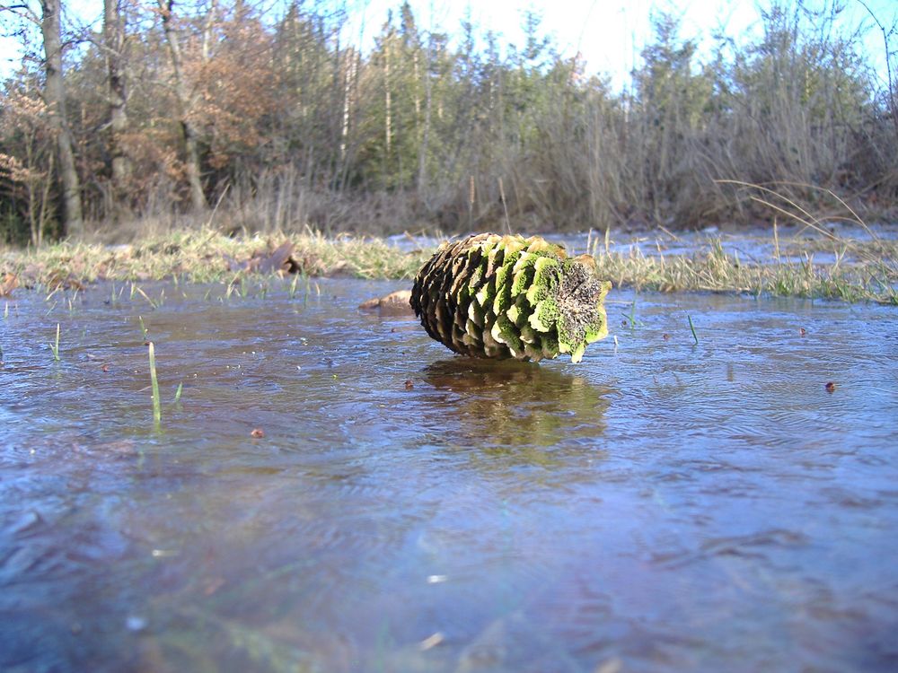 Pine cone on the rocks