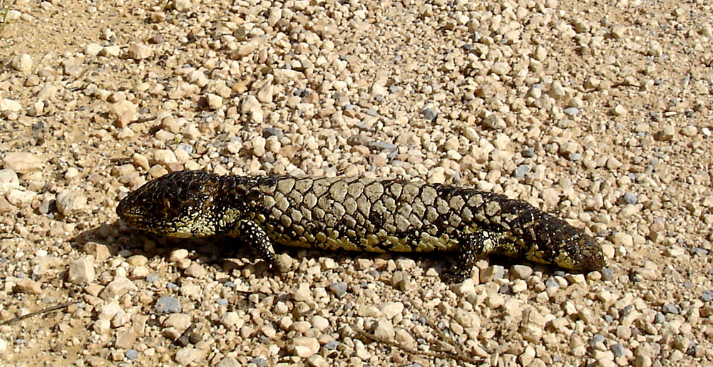 Pine-cone skink, 1 [cut]