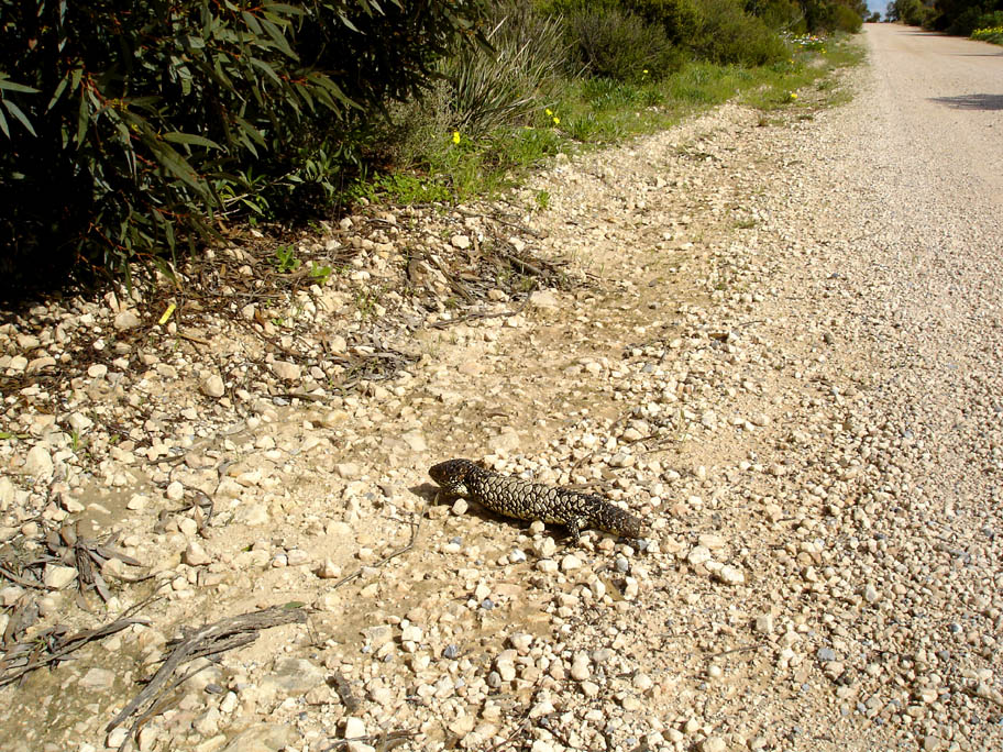 Pine-cone skink, 2