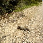 Pine-cone skink, 2