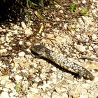 Pine-cone skink, 3