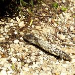 Pine-cone skink, 3