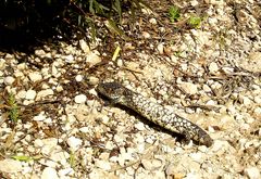 Pine-cone skink, 3