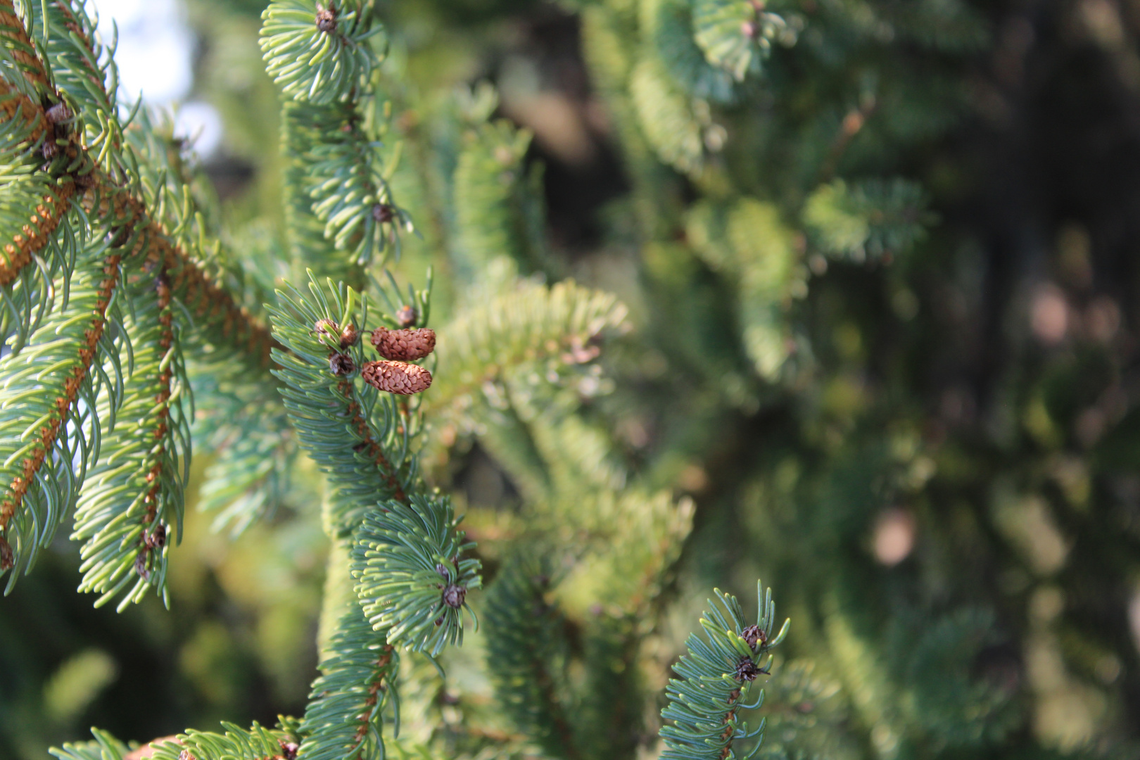 Pine Cones 2