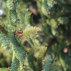 Pine Cones 2