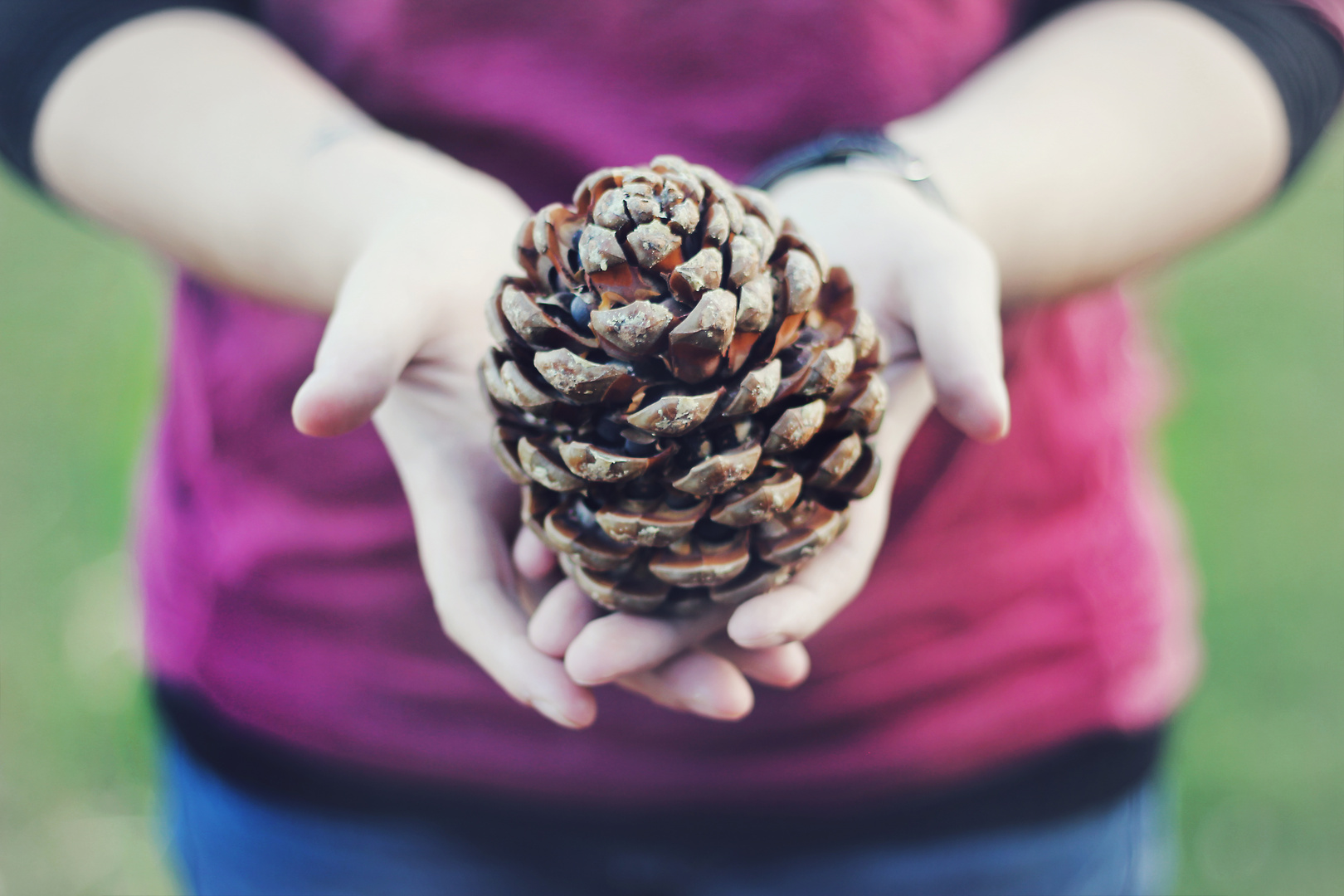 pine cones