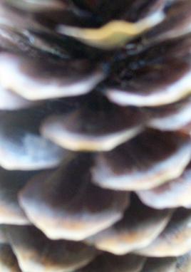 Pine Cones Ripple