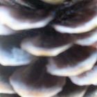 Pine Cones Ripple