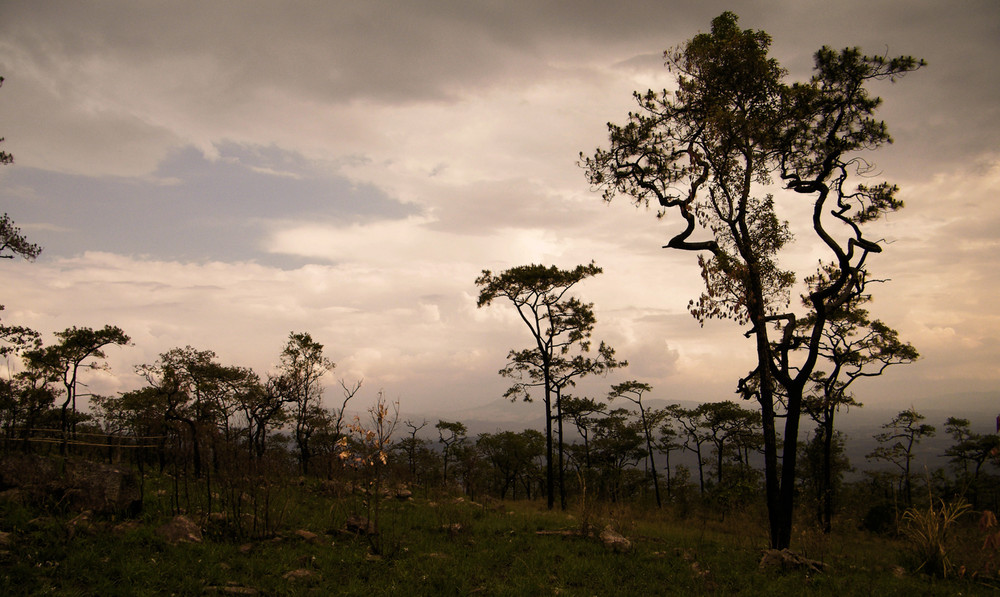 Pine Forest Beauty