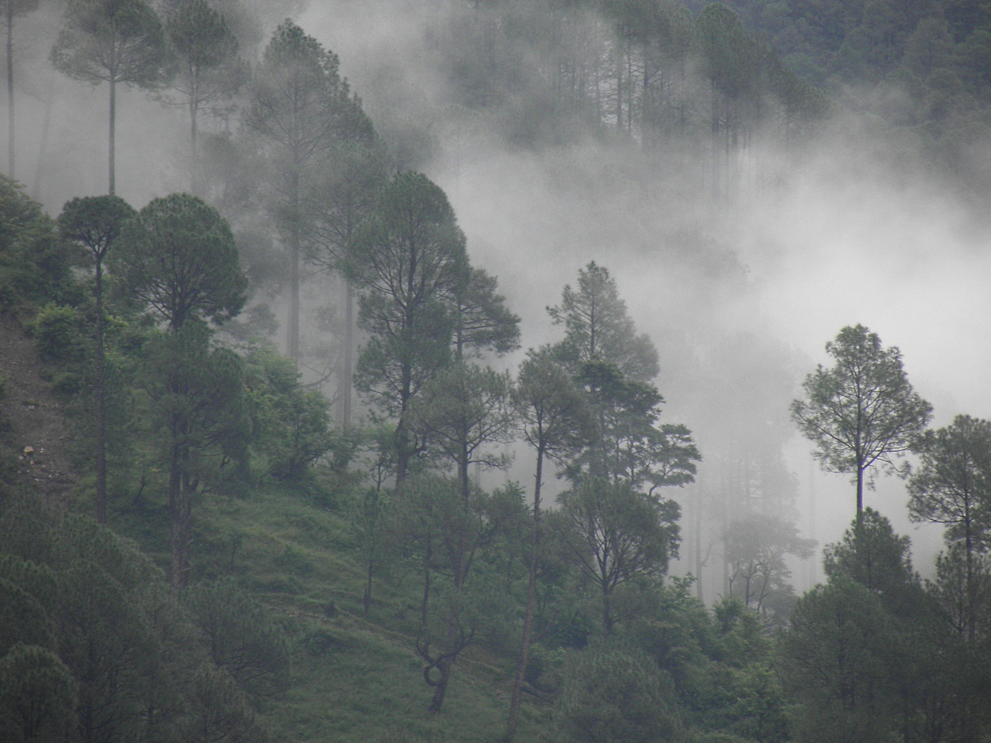 PINE FORSET COVERED IN CLOUDS IN DHARASU, HIMALAYAS