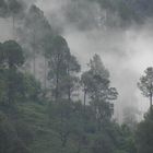 PINE FORSET COVERED IN CLOUDS IN DHARASU, HIMALAYAS