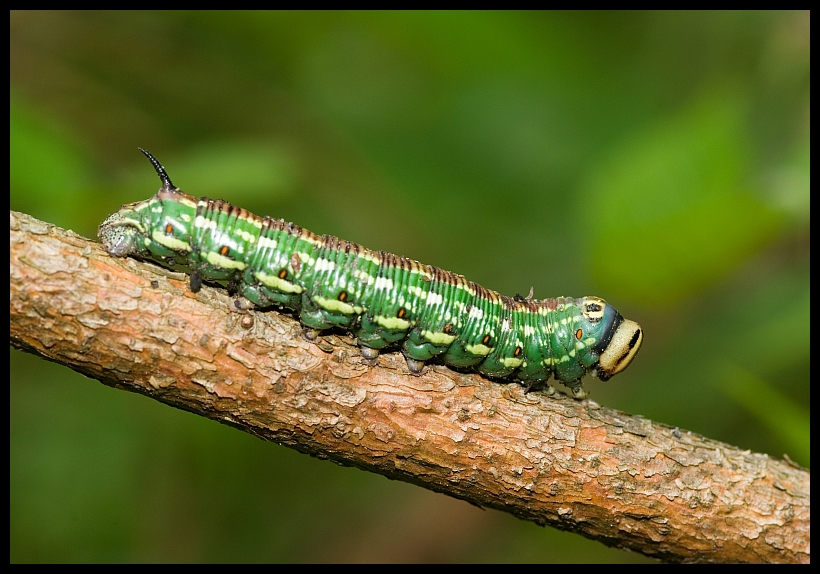 Pine Hawk-moth (Hyloicus pinastri) - caterpillar