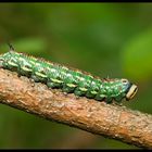Pine Hawk-moth (Hyloicus pinastri) - caterpillar