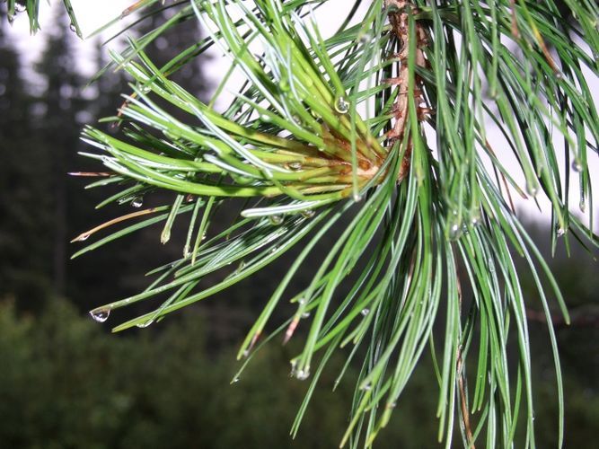 Pine in rain